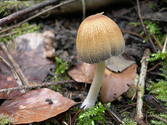 Il Tempo delle Morchelle